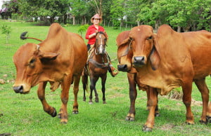 ganaderia-res-vaca